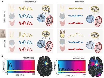 Bridging Single Neuron Dynamics to Global Brain States